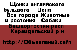 Щенки английского бульдога  › Цена ­ 60 000 - Все города Животные и растения » Собаки   . Башкортостан респ.,Караидельский р-н